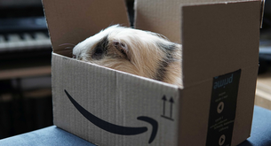 ¿Qué paqueteria hace envíos de mascotas?